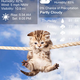 Image for article titled Kitty App Allows Cat Overlord to Dictate Your Mood About Weather